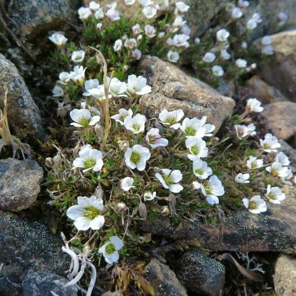 Pseudocherleria macrocarpa Bloem