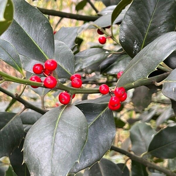 Ilex aquifolium ഫലം