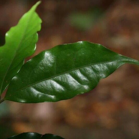 Eugenia patrisii Leaf