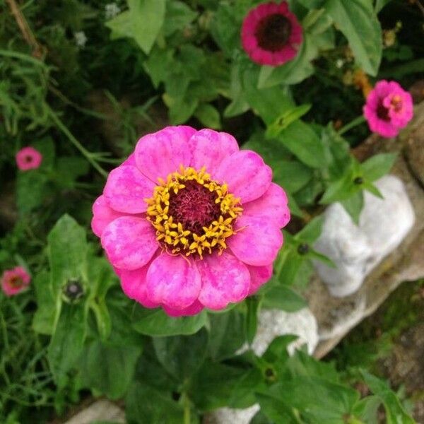 Zinnia elegans Flower