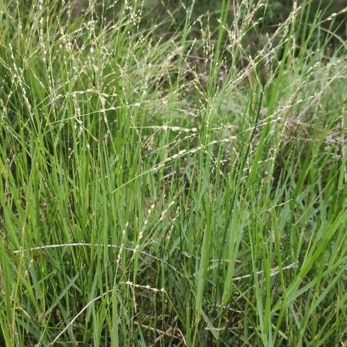 Panicum repens ᱡᱚ