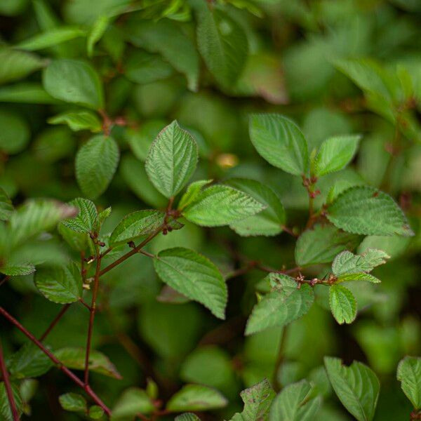 Corchorus aestuans Leaf