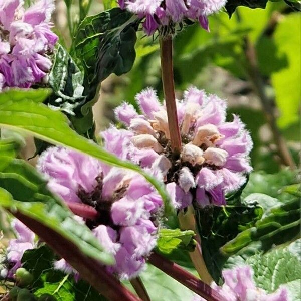 Phlomoides tuberosa Virág