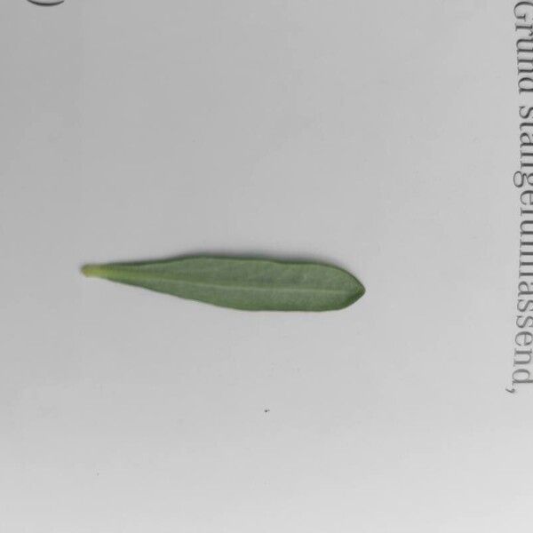 Teucrium montanum Φύλλο