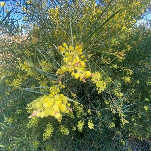Acacia retinodes Květ