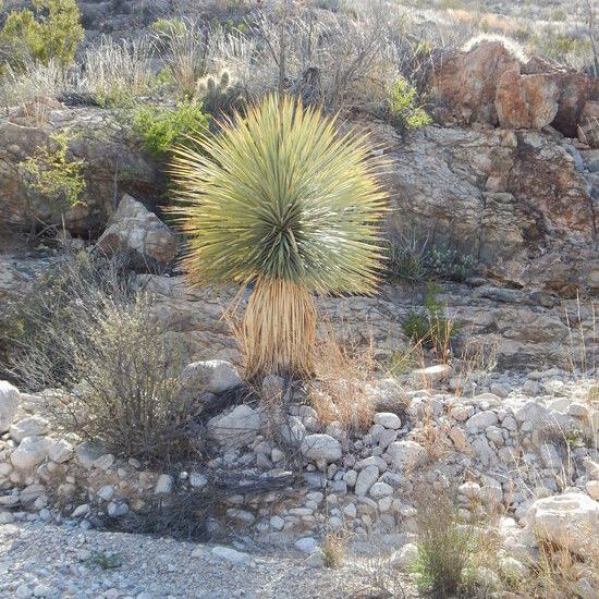 Yucca thompsoniana Habitat