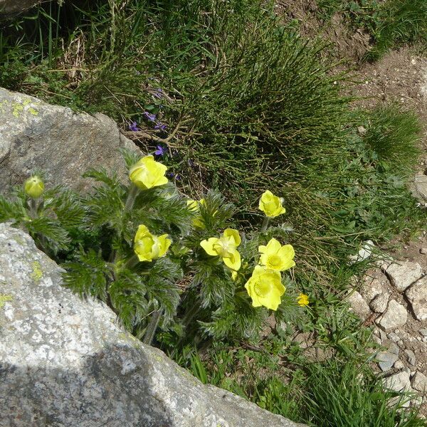 Pulsatilla alpina Hàbitat