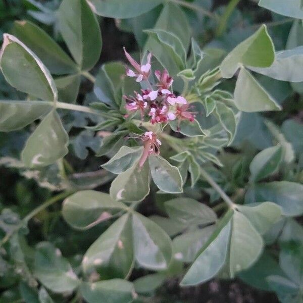 Polanisia dodecandra Flower