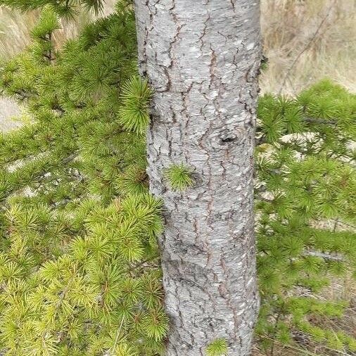 Larix occidentalis Leaf