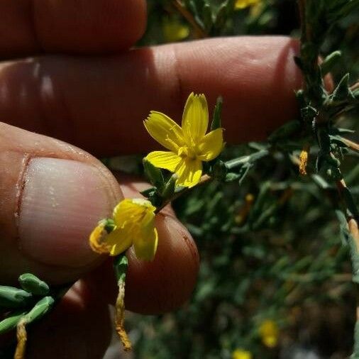 Lactuca viminea 花