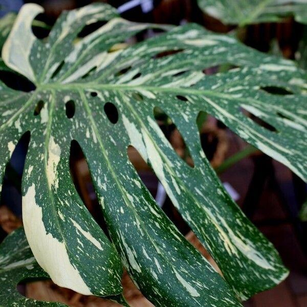 Monstera deliciosa Liść