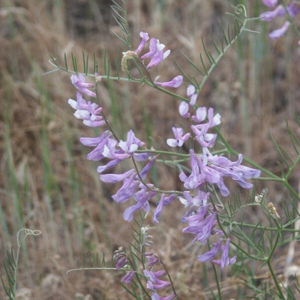 Vicia dalmatica പുഷ്പം