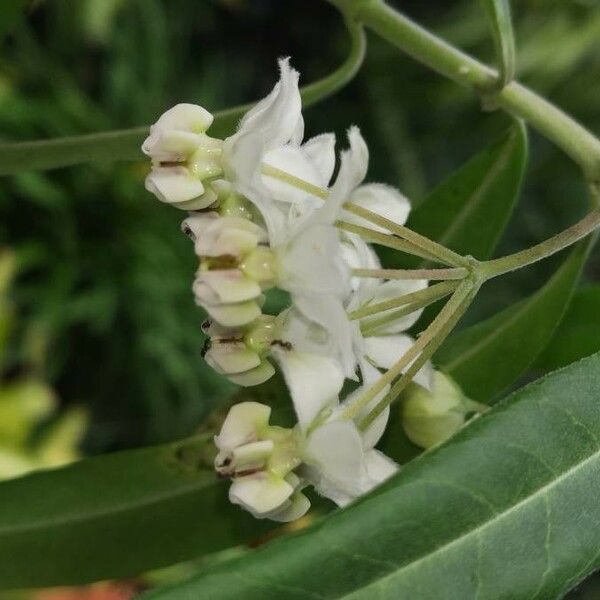 Gomphocarpus physocarpus Λουλούδι