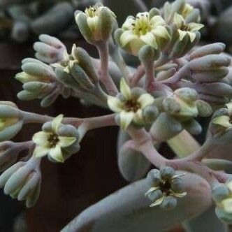 Sedum craigii Flower