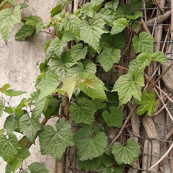 Vitis aestivalis 整株植物