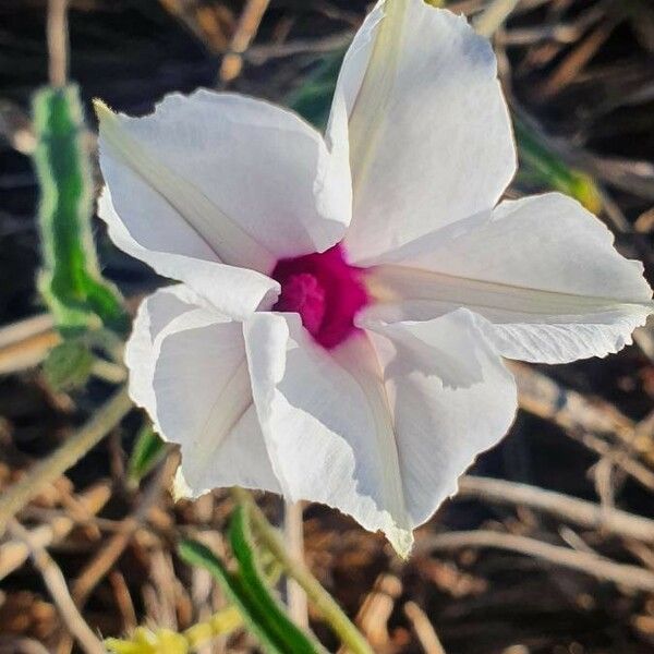 Ipomoea mombassana Λουλούδι