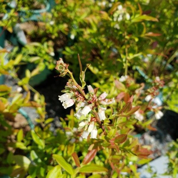 Vaccinium angustifolium ফুল