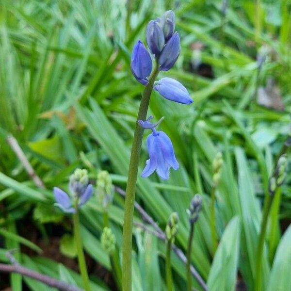 Hyacinthoides non-scripta Habitatea