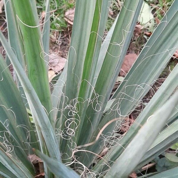 Yucca filamentosa Folha