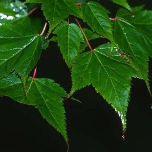 Acer acuminatum Leaf