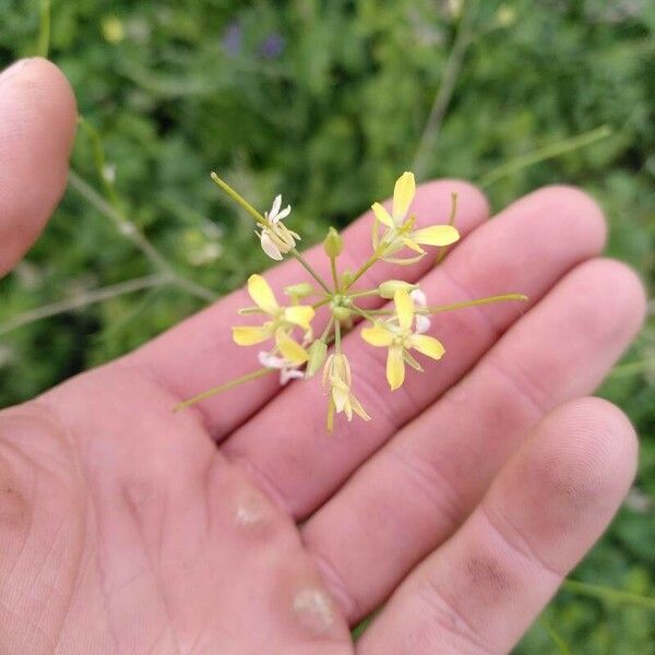 Sisymbrium altissimum 花