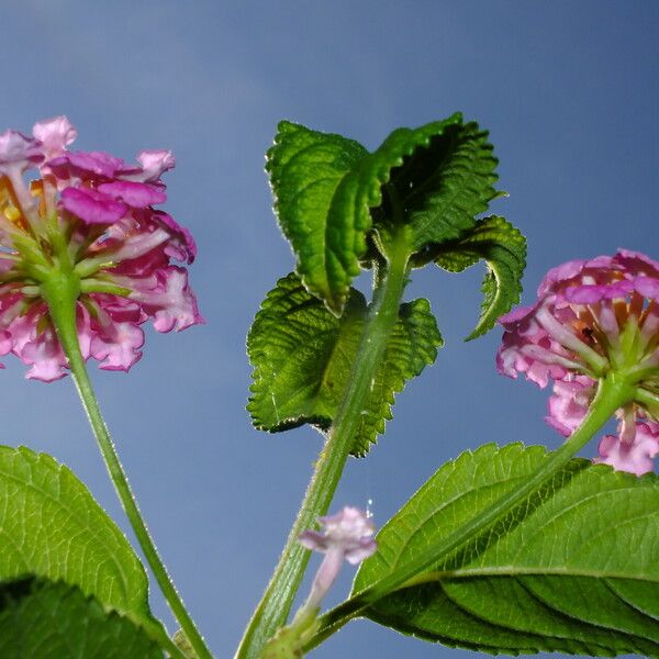 Lantana camara Blüte