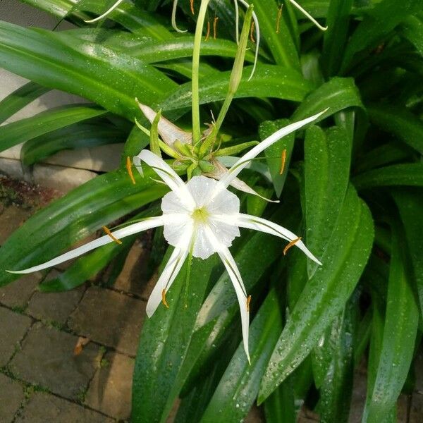 Hymenocallis littoralis फूल