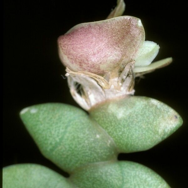 Dendrobium leonis Blüte