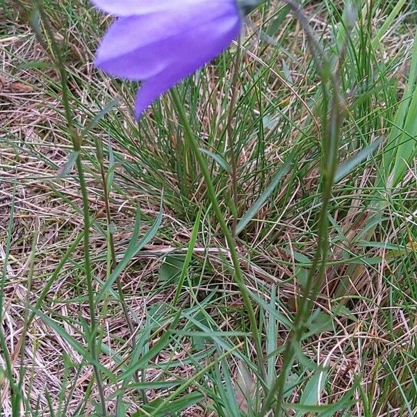 Campanula rotundifolia 葉