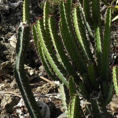 Euphorbia vulcanorum Hábito