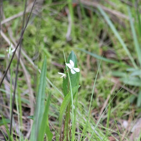 Viola lanceolata Hábitos