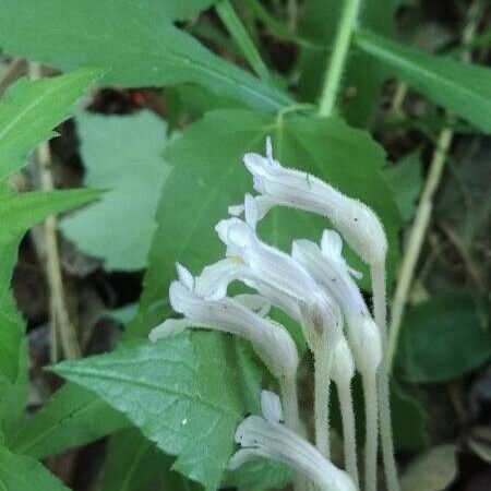 Orobanche uniflora Fiore