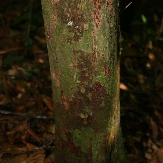 Couratari oblongifolia Кара