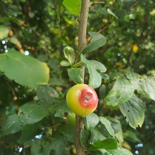 Prunus domestica Coajă