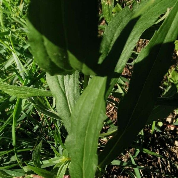 Solidago virgaurea Lehti