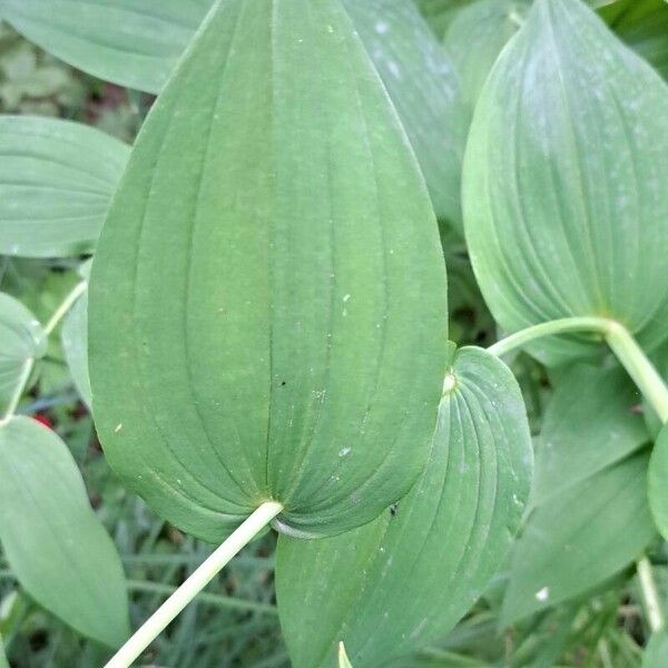 Streptopus amplexifolius Leaf