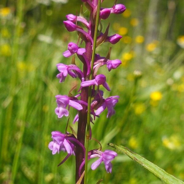 Gymnadenia conopsea Blomst