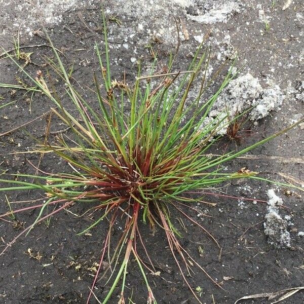 Juncus bulbosus Blad