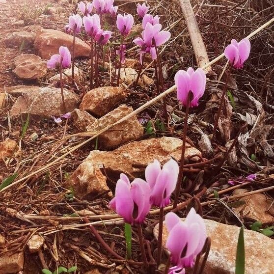 Cyclamen hederifolium Цвят