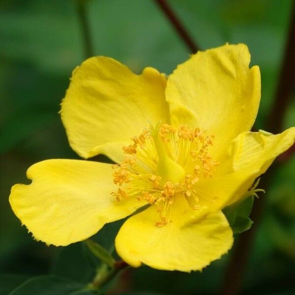 Hypericum patulum Flor