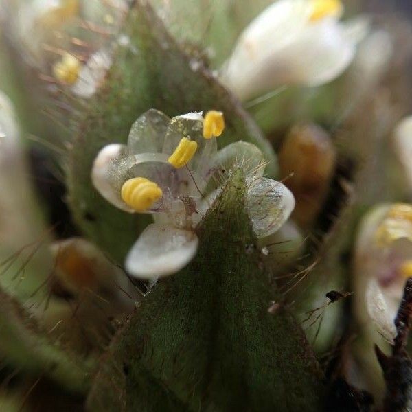 Palisota bracteosa Kvet