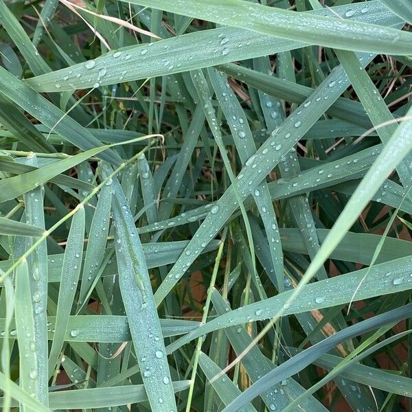 Phragmites australis Lapas