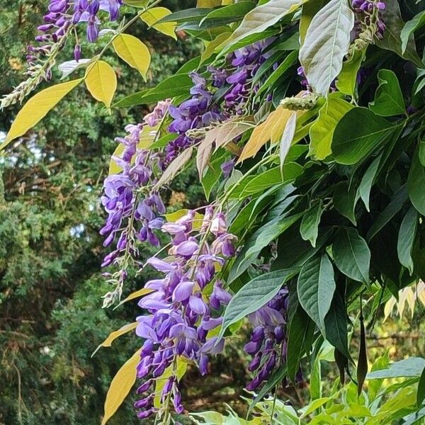 Wisteria sinensis फूल