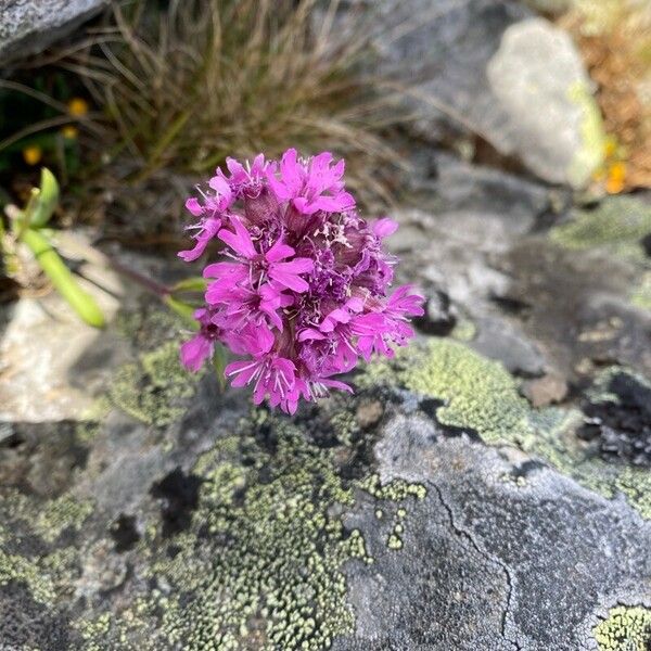 Viscaria alpina Blomst