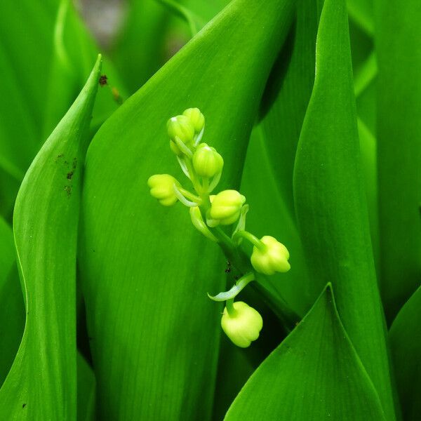 Convallaria majalis Λουλούδι