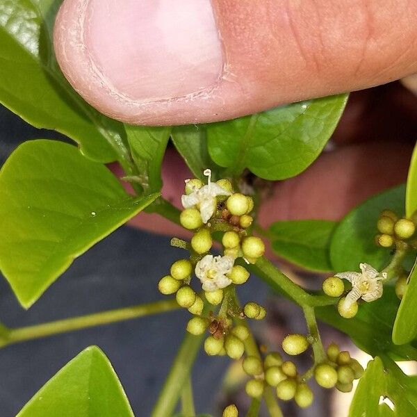 Cordia collococca Flower