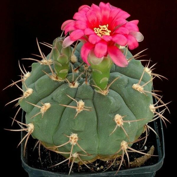 Gymnocalycium oenanthemum Floare