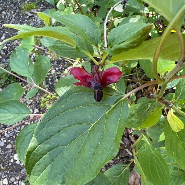 Lonicera involucrata Žiedas