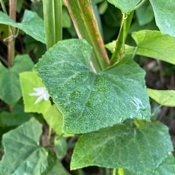 Trichosanthes cucumerina Leaf