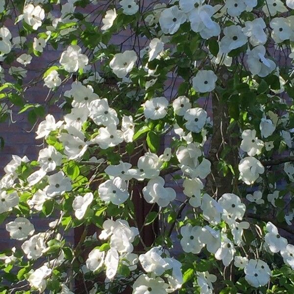 Cornus florida Flower